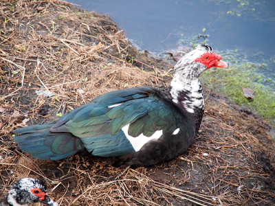 [Side back view of a male sitting on the ground near the water's edge. He had a white and black mottled neck. He has some white feathers in his wing area, but most of them are shades of green with black tinges in them including all his tail feathers. They are almost irridescent in color.]